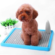 恩澤（日新）寵物日用品廠 專注品質(zhì)，引領(lǐng)寵物日用百貨新風尚